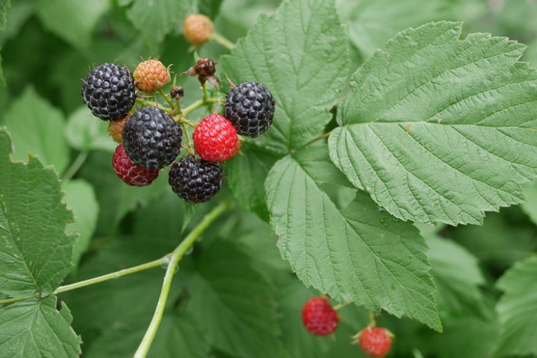 Rubus ursinus, California Blackberry, California Dewberry, Western Blackberry, Pacific Blackberry, Black Berries, Fruiting Shrub