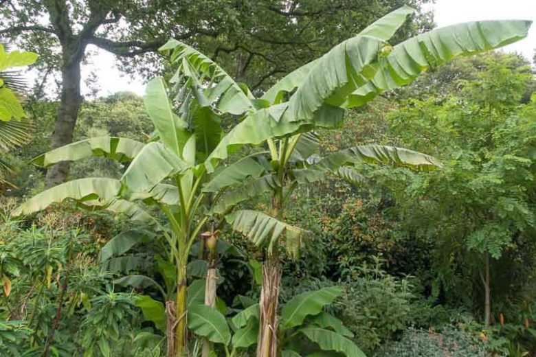 Musa x paradisiaca, Edible Banana, Musa sapientum, Tropical Tree, Tropical Shrub