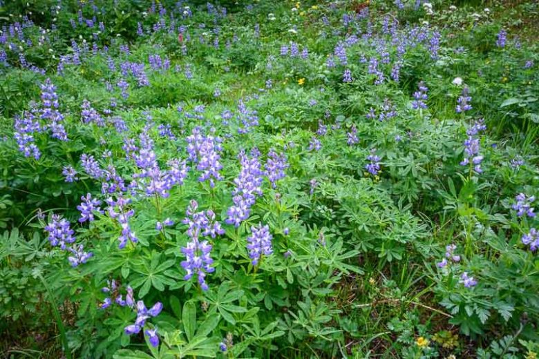 Lupinus latifolius, Broadleaf Lupine, Broad-Leaved Lupine, Bigleaf Lupine, Riverbank Lupine, Lupinus rivularis, Blue Flowers, Blue Perennial