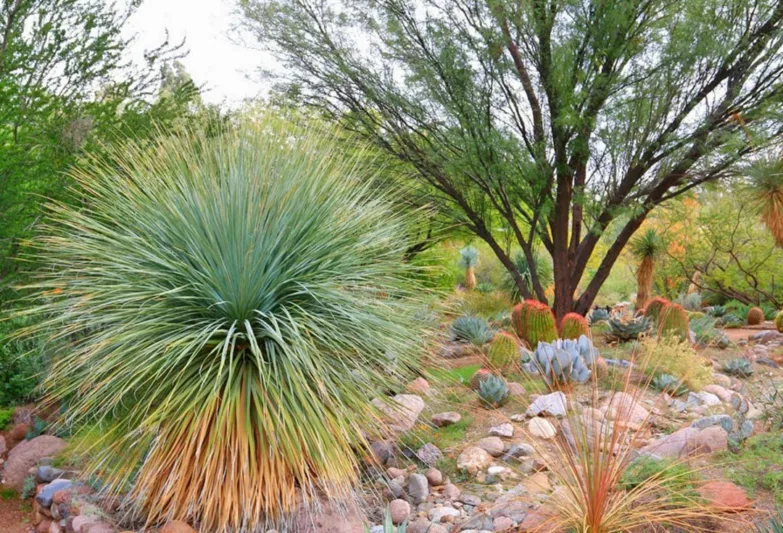 Yucca rostrata, Beaked Yucca, Big Bend Yucca, Drought tolerant, Tree Yucca, Hardy succulent