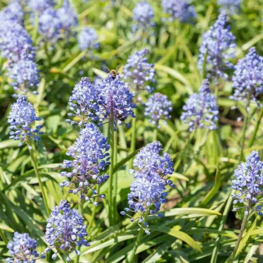 Scilla litardierei, Amethyst Meadow Squill, Dalmatian Scilla, Scilla amethystina, Scilla pratensis, Spring Bulbs, spring flowers, blue flowers, purple flowers