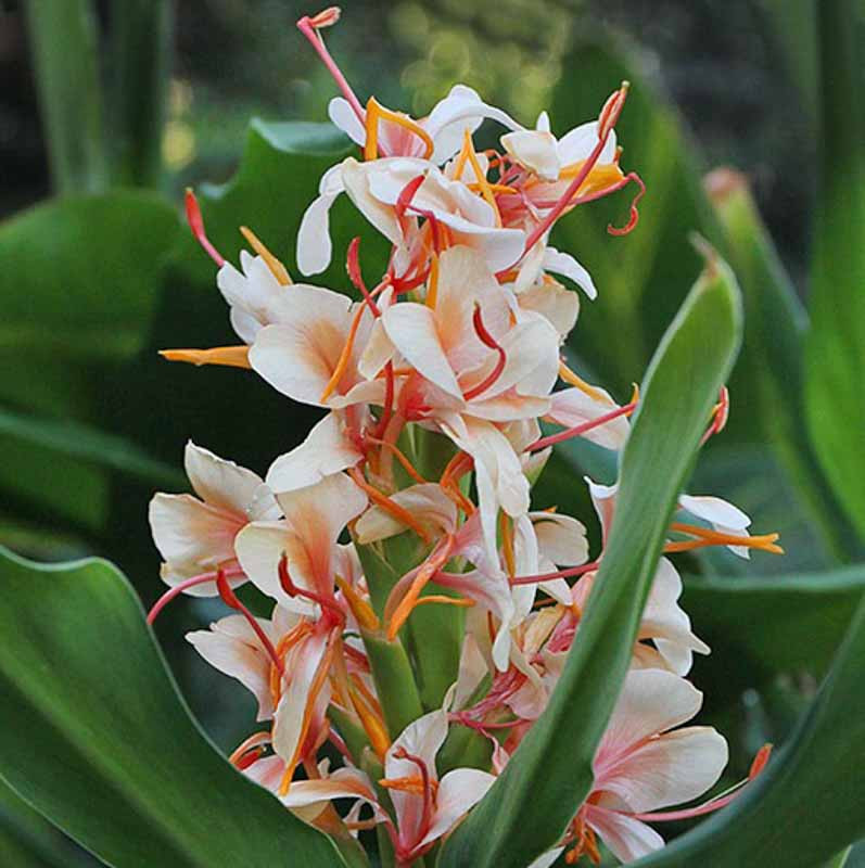 Hedychium, Ginger Lilies, Ginger Lily, Red Ginger, Yellow Ginger, Hedychium densiflorum, Hedychium coccineum, Hedychium Coronarium, Hedychium yunnanense, Hedychium gardnerianum, Hedychium gre