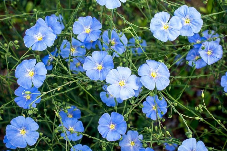 Linum perenne, Perennial Flax, Blue Flax, Lint Bells, Prairie Flax, Drought tolerant perennials, Blue perennial flowers, Evergreen perennial, Low maintenance perennial