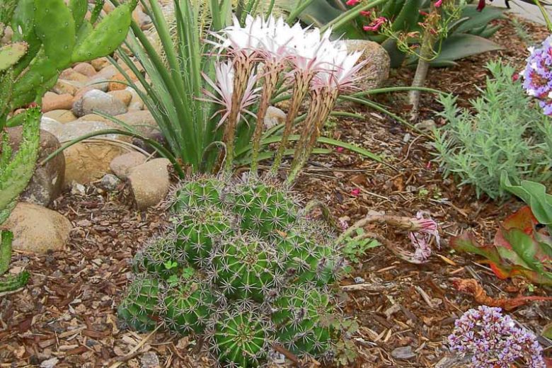 Echinopsis oxygona, Easter Lily Cactus, Sea-Urchin Cactus, Cereus oxygonus, Echinocactus oxygonus, Echinonyctanthus oxygonus