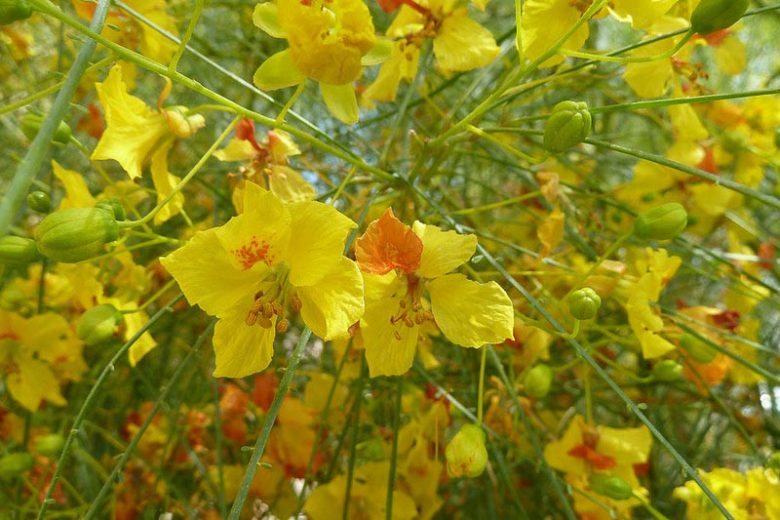 Parkinsonia aculeata, Retama, Paloverde, Mexican Paloverde, Jerusalem Thorn, Horsebean, Lluvia De Oro, Desert Trees, Yellow Flowers