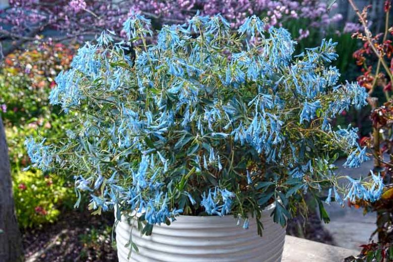 Corydalis flexuosa 'Porcelain Blue', Fumewort 'Porcelain Blue', Fumitory 'Porcelain Blue', Corydalis 'Porcelain Blue', Corydalis HILLIER™ 'Porcelain Blue', Blue Flowers