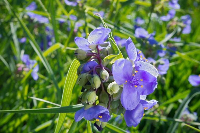Tradescantia ohiensis, Ohio Spiderwort, Blue Jacket, Blue Flowers, Purple Flowers