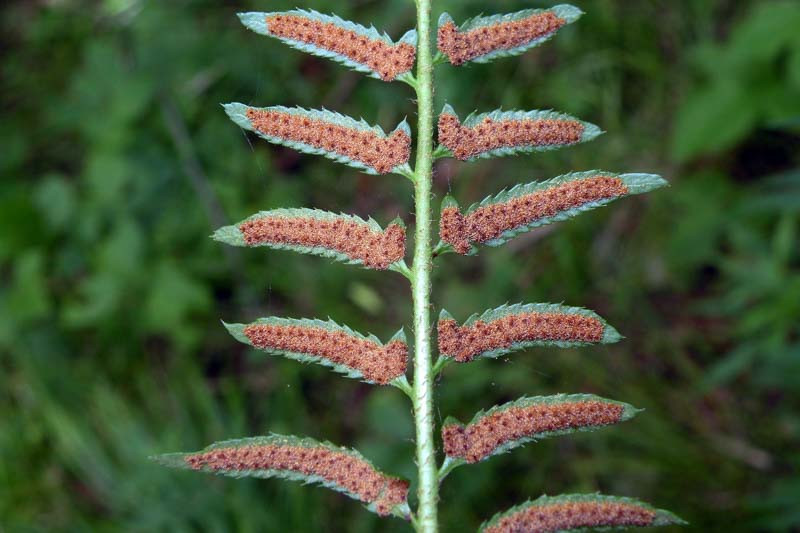 Polystichum acrostichoides, Christmas Fern, Dagger Fern, Shade plants, shade perennial, plants for shade, Evergreen Fern