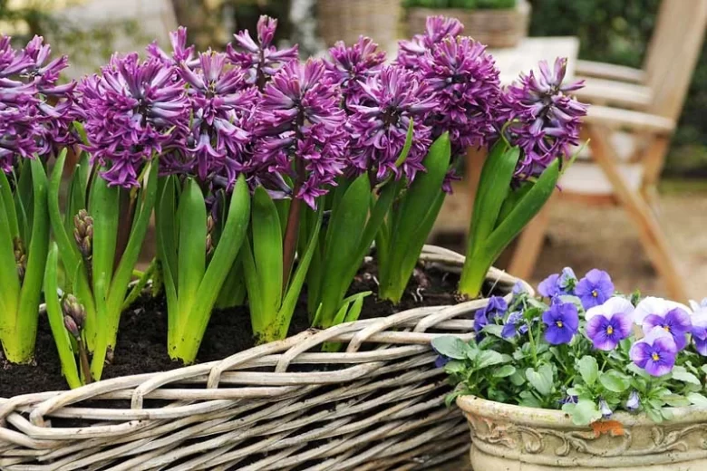 Hyacinthus Orientalis 'Purple Sensation', Hyacinth 'Purple Sensation', Dutch Hyacinth, Hyacinthus Orientalis, Common Hyacinth, Spring Bulbs, Spring Flowers, purple hyacinth, purple flower