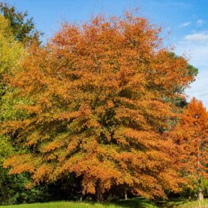 Quercus phellos, Willow Oak, Swamp Willow Oak, Pin Oak, Peach Oak Tree with fall color, Fall color, Attractive bark Tree