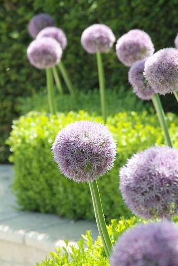 Allium Round and Purple