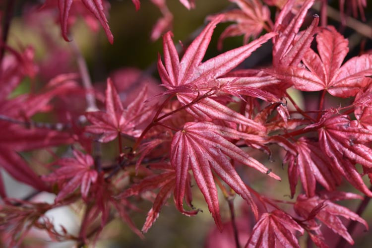 Acer palmatum 'Beni-Maiko', Japanese Maple Beni-Maiko, Tree with fall color, Fall color, Attractive bark Tree, red leaves, Red Acer, Red Japanese Maple, Red Maple