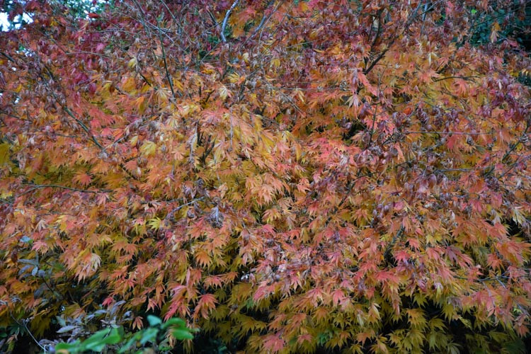 Acer palmatum 'Omure-Yama', Japanese Maple Omure-Yama, Tree with fall color, Fall color, Attractive bark Tree, Gold leaves, Gold Acer, Gold Japanese Maple, Gold Maple