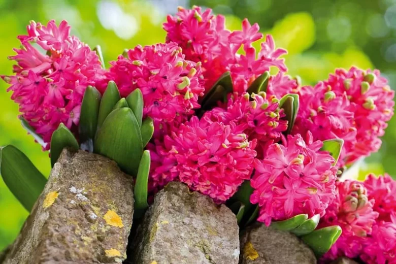 Hyacinthus Orientalis 'Jan Bos', Hyacinth 'Jan Bos', Dutch Hyacinth, Hyacinthus Orientalis, Common Hyacinth, Spring Bulbs, Spring Flowers, pink hyacinth, pink flowers