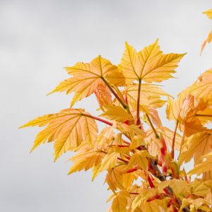 Acer pseudoplatanus 'Brilliantissimum', Sycamore 'Brilliantissimum', Pink Sycomore, Sycamore Maple, Pink Acer, Pink Leaves