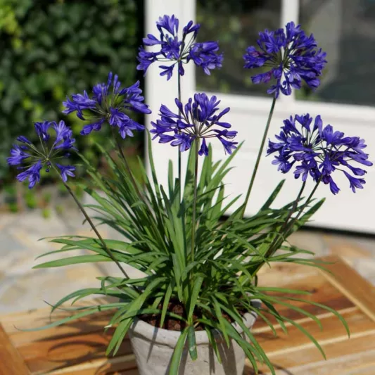 Agapanthus Brilliant Blue (African Lily)