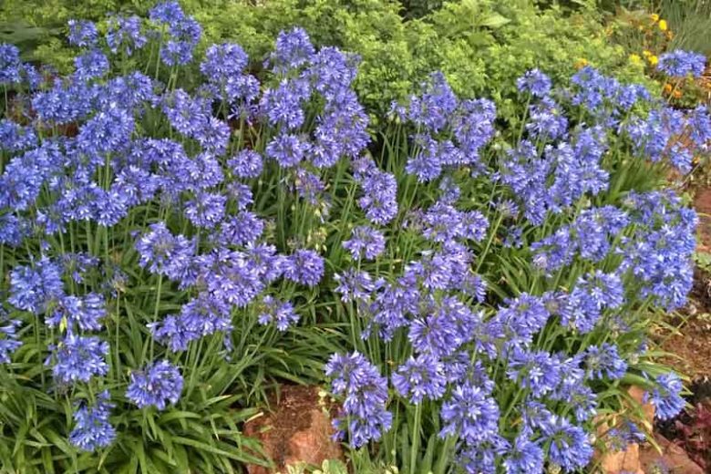 Agapanthus 'Ever Sapphire', African Lily 'Ever Sapphire', Lily of the Nile 'Ever Sapphire', Agapanthus africanus 'Andbin', Blue flower, Blue Agapanthus, Blue African Lily