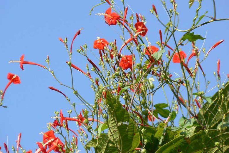 Ipomoea hederifolia, Scarlet Creeper, Native Florida Vine, Red Flowers, Florida Native Plants, Florida Native Vines