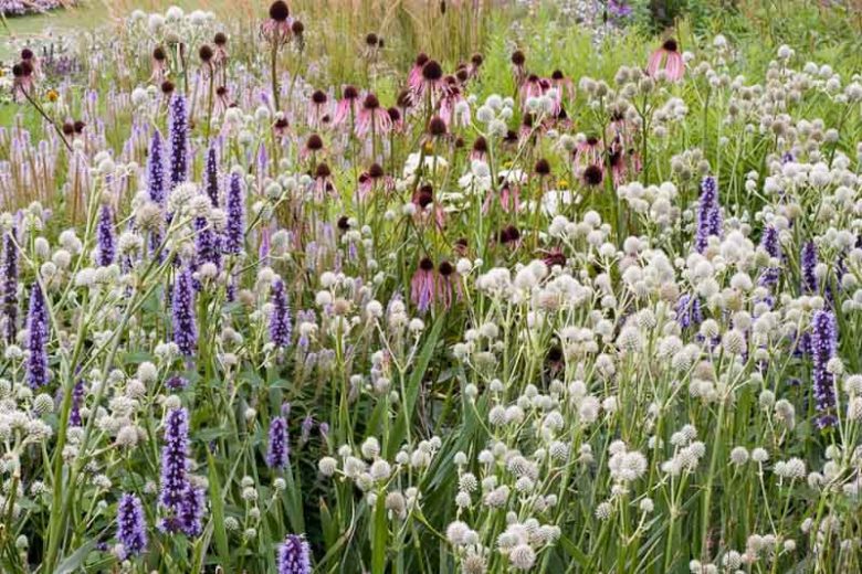 Echinacea Pallida, Pale Purple Coneflower, Rudbeckia Pallida, Brouneria Pallida, Purple Coneflower, Purple Echinacea, Coneflower, Cone flowers, Coneflowers
