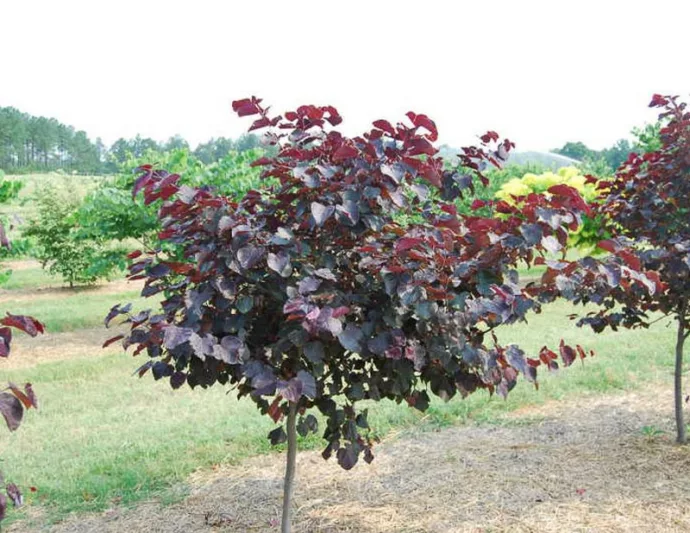 Burgundy Hearts Cercis, Burgundy Hearts Redbud, Cercis canadensis Burgundy Hearts, Cercis canadensis 'Greswan', Eastern Redbud Burgundy Hearts, Small Tree, Spring Pink Flowers, Fall Color