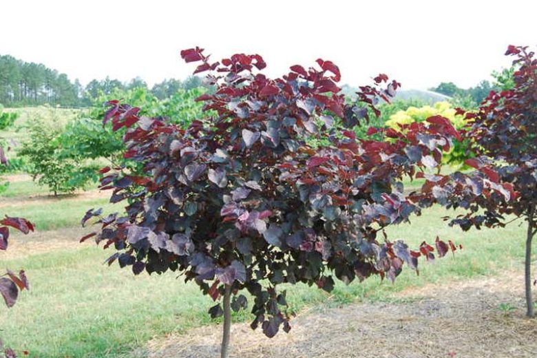 Burgundy Hearts Cercis, Burgundy Hearts Redbud, Cercis canadensis Burgundy Hearts, Cercis canadensis 'Greswan', Eastern Redbud Burgundy Hearts, Small Tree, Spring Pink Flowers, Fall Color