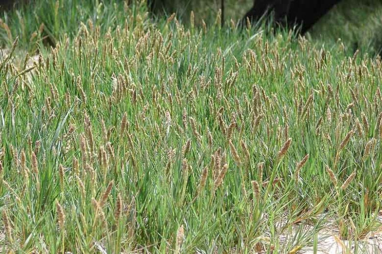 Sporobolus virginicus, Seashore Dropseed, Beach Dropseed, Seashore Rushgrass, Coastal Dropseed, Agrostis virginica, Ornamental Grass, Florida Native Grass