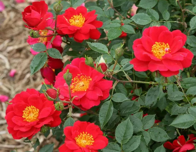 Rose Oso Easy Urban Legend, Rosa Oso Easy Urban Legend, Oso Easy Urban Legend Rose, Shrub Roses, Rose bushes, Garden Roses, Rosa 'ChewPatout', Red Roses, Red Flowers, Groundcover Rose