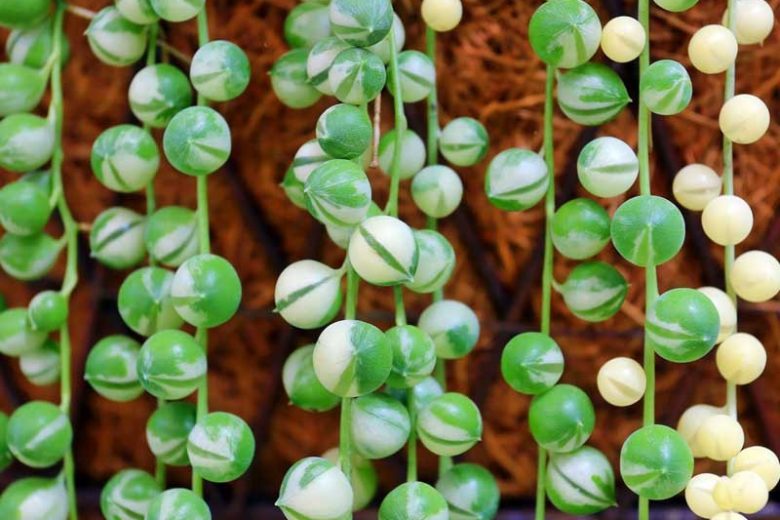 Senecio rowleyanus, String of Pearls, String of Beads, Hanging Succulent, Hanging basket Succulent