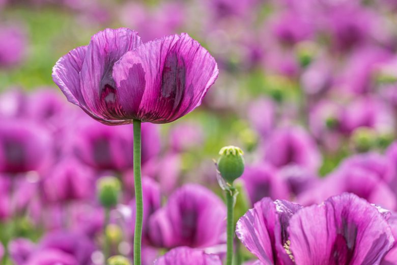purple breadseed poppy, Papaver somniferum, Opium Poppy
