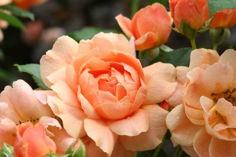 Rose 'At Last®', Rosa 'At Last®', Rosa x 'HORCOGJIL', Shrub Roses, Orange Roses, Apricot Roses, Disease Resistant Roses