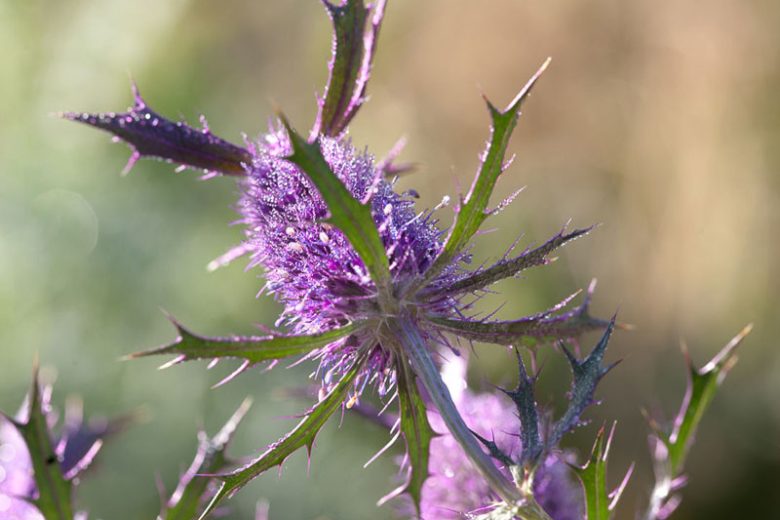 Eryngium leavenworthii, Leavenworth's Eryngo, Eryngo, False Purple Thistle, Purple flowers, Purple perennials