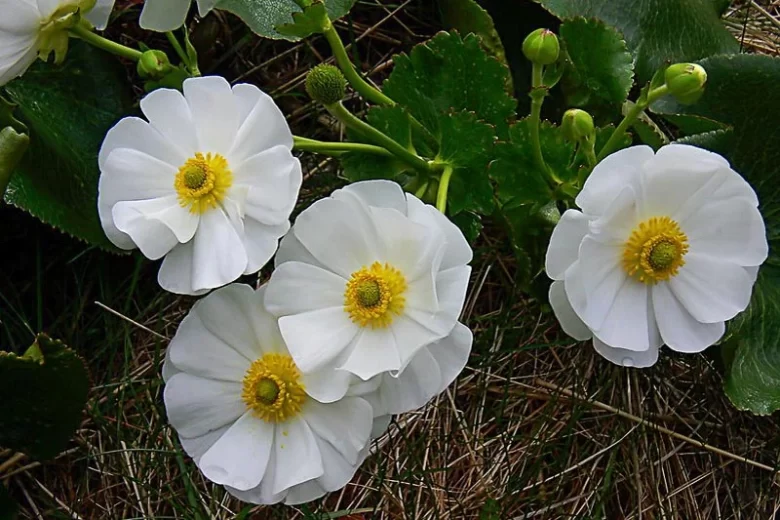Ranunculus lyallii, Giant Buttercup, Mountain Buttercup, Mount Cook Buttercup, Mount Cook Lily, White Flowers, New Zealand Native