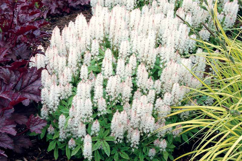 Tiarella, Coolwort, False Mitrewort, White Coolwort, Shade Perennials, Woodland Plants, White Flowers,