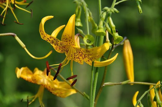 Lilium 'Citronella', Lily 'Citronella', Asiatic Lily 'Citronella', Summer flowering Bulb, mid summer flowering lilies, yellow lilies, tiger lilies