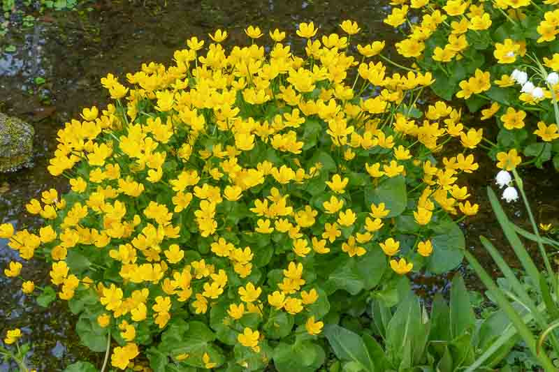 Caltha, Caltha palustris, Marsh Marigold, Kingcup, Boots, Meadow Buttercup, Meadow Cowslip, Soldier's Buttons, Water Boots,Water Buttercup, Water Cowslip, Water Dragon