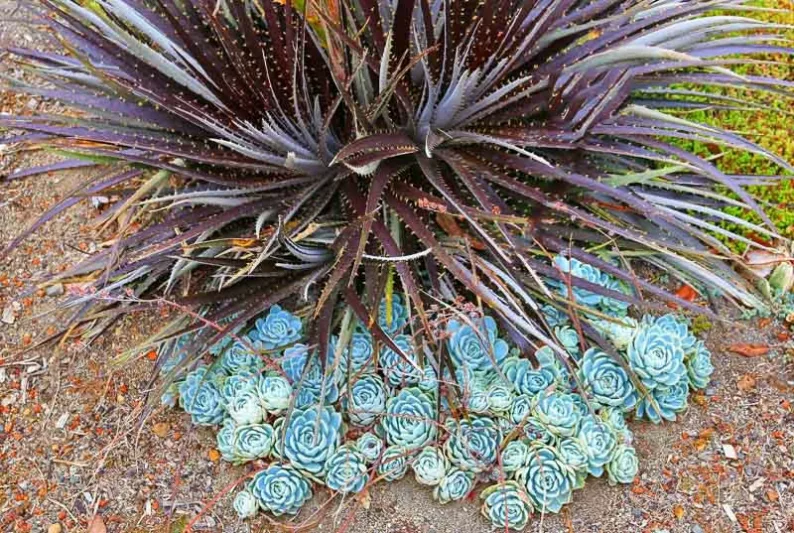 Echeveria elegans,Mexican Gem, Hen and Chicks, Mexican Ghost Plant, Mexican Snowball,  Blue echeveria, gray echeveria, Blue succulent, gray succulent