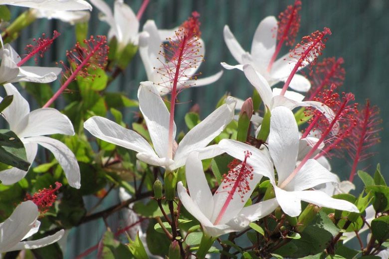 Hibiscus arnottianus, Hawaiian White Hibiscus, Native White Rose Mallow, Pamakani, Koki'o Ke'oke'o, Hau Hele, Koki'o Kea, O'ahu White Hibiscus, Hibiscus immaculatus, Hibiscus punaluuensis