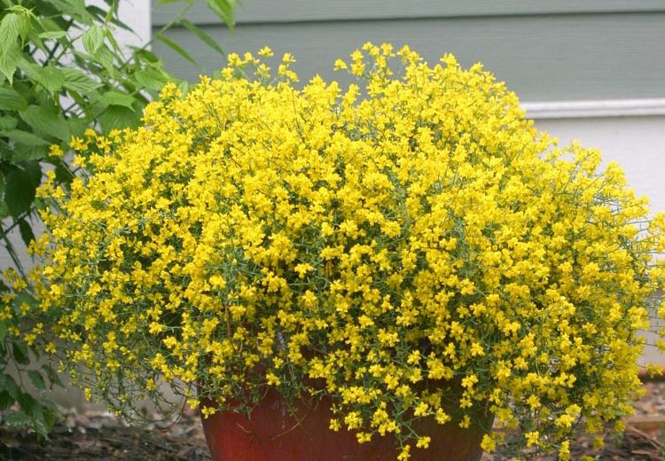 Genista Lydia Bangle®, Lydian Broom, Mediterranean plants, Mediterranean shrubs, Yellow flowers