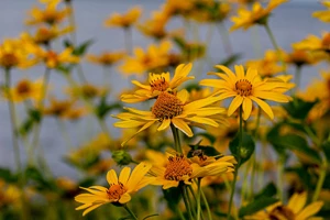 Heliopsis, Ox-Eye Sunflowers, Sunflowers, Yellow Daisies, Yellow Perennials, Drought Tolerant Flowers,
