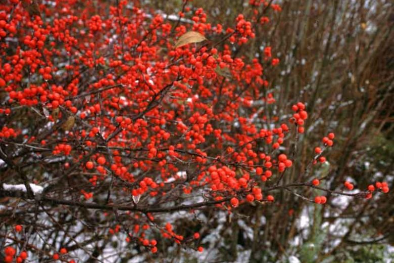 Ilex Verticillata Berry Heavy®, Winterberry Berry Heavy®, red berries, evergreen shrub, American winterberry, Aquifoliaceae, Berry, holly, Ilex, winter shrub
