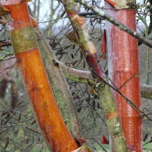 Betula albosinensis var. septentrionalis, Chinese Red Birch, Tree with fall color, Fall color, Attractive bark Tree, Chinese Red Birch, Red Bark