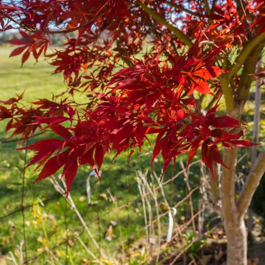 Acer palmatum 'Sumi-Nagashi', Japanese Maple 'Sumi-Nagashi', Acer palmatum 'SumiNagashi', Japanese Maple 'SumiNagashi', Red Acer, Red Japanese Maple, Red leaves