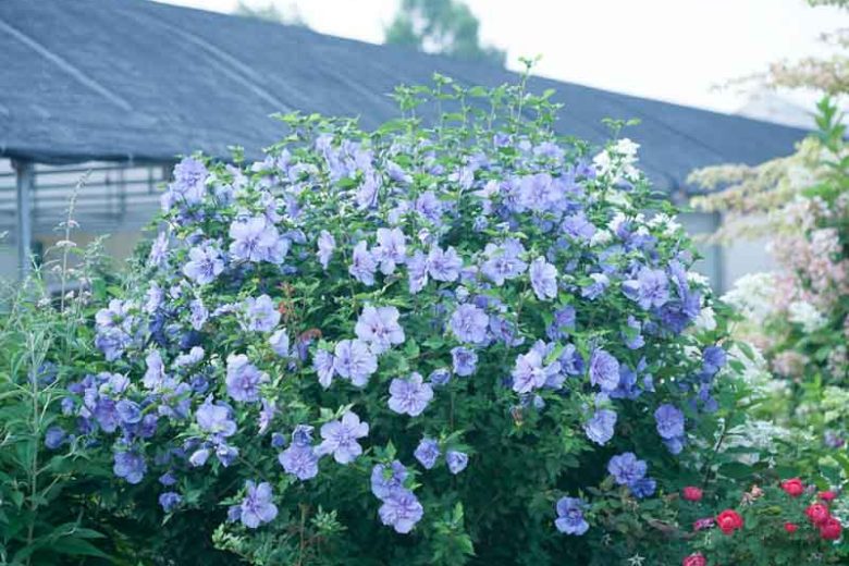 Hibiscus syriacus Blue Chiffon®, Rose of Sharon Blue Chiffon®, Shrub Althea Blue Chiffon®, Flowering Shrub, Blue flowers, Blue Hibiscus