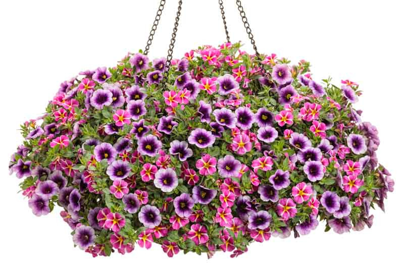 Calibrachoa, Annual flowers, Superbells Calibrachoa, Cabaret Calibrachoa, Summer Flowers, Million Bells Calibrachoa