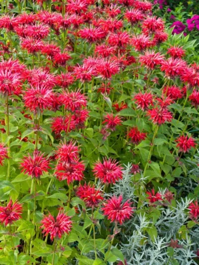 Monarda 'Gardenview Scarlet',Bee balm 'Gardenview Scarlet', Bergamot 'Gardenview Scarlet', red Monarda, red bee balm, red flowers