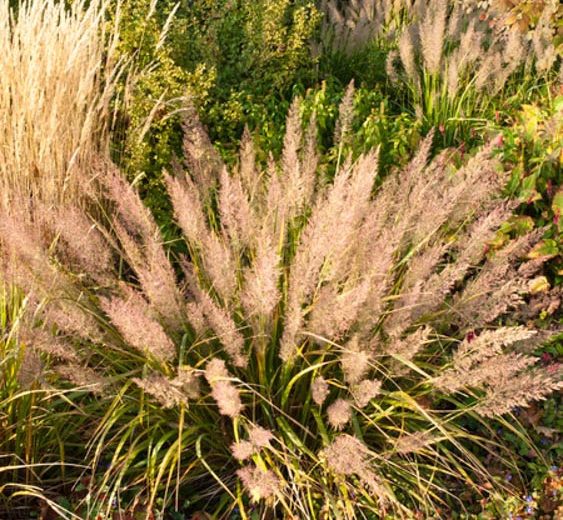 Calamagrostis Brachytricha, Foxtail Grass, Feather Reed Grass or Korean Feather Reed Grass, Calamagrostis Arundinacea var. Brachytricha