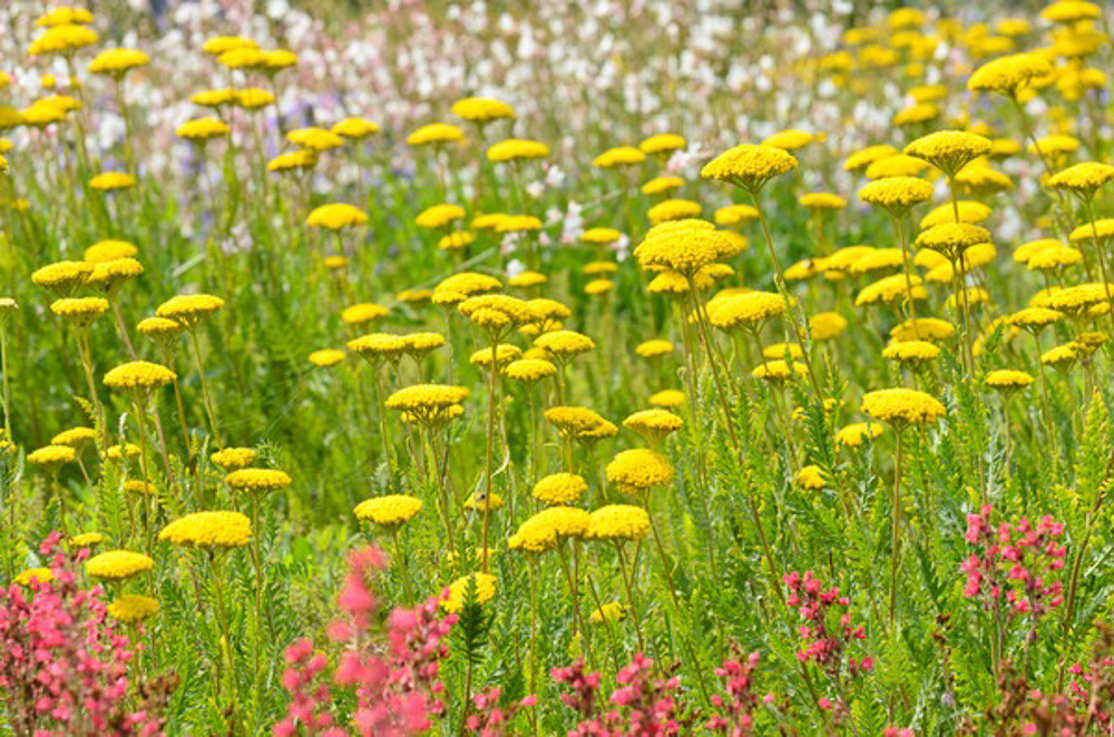 Achillea Millefolium, Yarrow, Common Yarrow, yarrow plant, yarrow flower, summer perennial, drought tolerant perennial