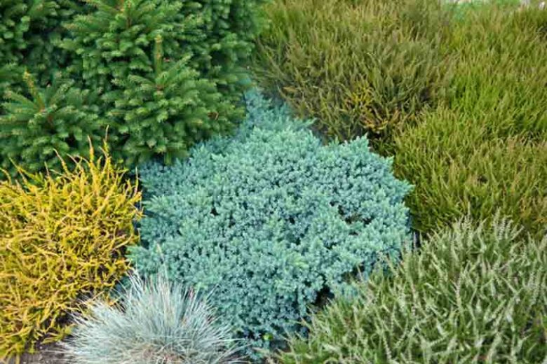 Juniperus squamata 'Blue Star', Flaky Juniper 'Blue Star', Singleseed Juniper 'Blue Star', Evergreen Shrub, Dwarf evergreen shrub, Blue shrub