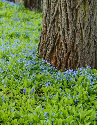Omphalodes Verna, Blue-Eyed Mary, Creeping Forget-Me-Not, Venus's Buttons, Blue Ground Cover