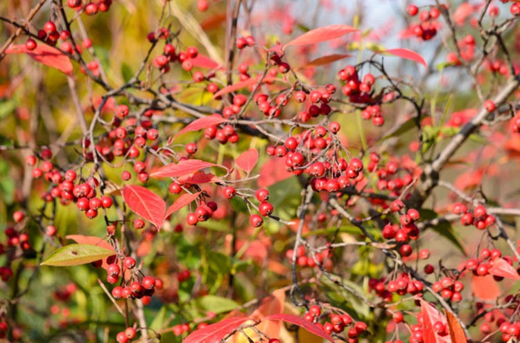 Aronia Arbutifolia Brilliantissima, Red Chokeberry, Red Chokeberry 'Brilliantissima', 'Brilliantissima' Chokeberry, Photinia pyriflolia, black chokeberry, Aronia melanocarpa,Aronia varieties